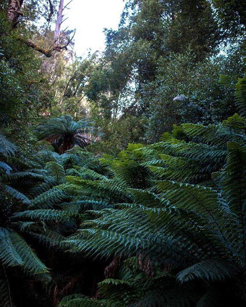 Maydena Chalet - Newcastle Accommodation 42