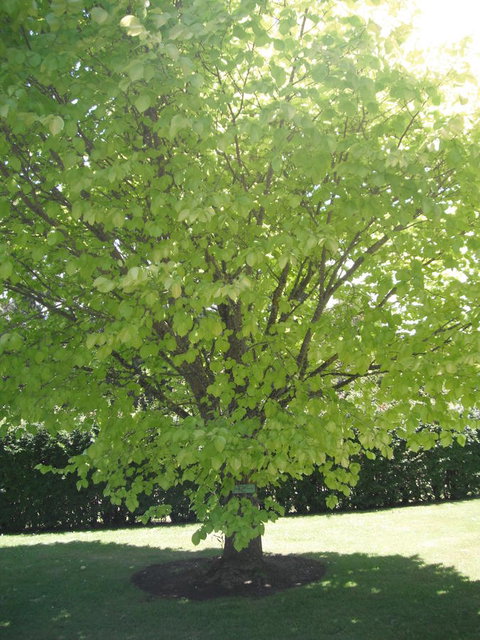 Maydena Chalet - Newcastle Accommodation 32