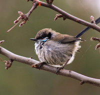 Free Spirit Pods - Newcastle Accommodation