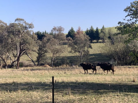 OConnell Retreat BnB - Newcastle Accommodation 1