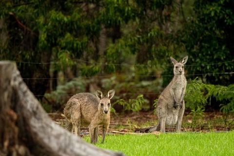Secura Lifestyle Countryside Kalaru - Newcastle Accommodation 0