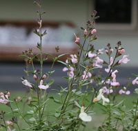 Serendipity on Allyn - Newcastle Accommodation