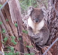 Stringybark Hills Retreat - Newcastle Accommodation