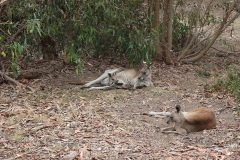 Great Ocean Road Resort - Newcastle Accommodation 17