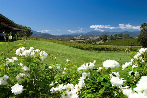 Balgownie Estate Yarra Valley - New Castle Tourism 36