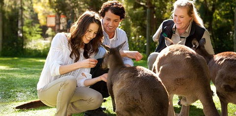 Balgownie Estate Yarra Valley - New Castle Tourism 10