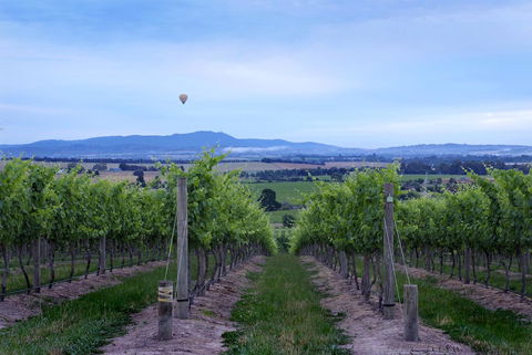 Balgownie Estate Yarra Valley - New Castle Tourism 37