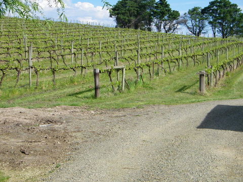De\'Vine Escape - New Castle Tourism 23