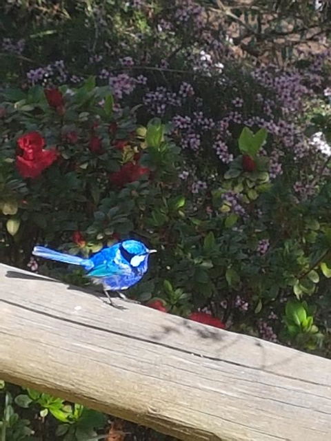 The Coombe On Wilson Inlet - New Castle Tourism 1