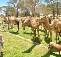 The Funny Farm - Animals / Churchhouse / Amazing Experience - New Castle Tourism