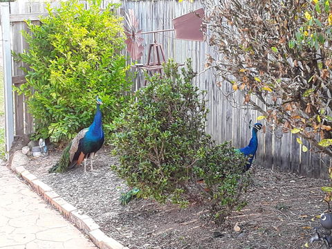 The Peacocks Nest - New Castle Tourism 42