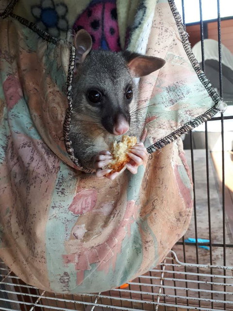 Airlie Beach Eco Cabins - Adults Only - Newcastle Accommodation 27