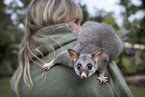 Airlie Beach Eco Cabins - Adults Only - Newcastle Accommodation 3