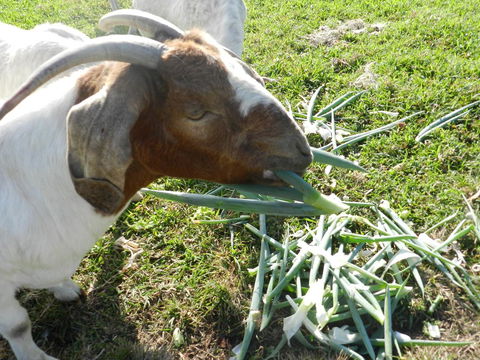 Hay Point Country BnB - Newcastle Accommodation 15