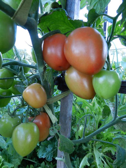 Hay Point Country BnB - Newcastle Accommodation 18