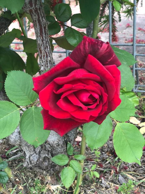 Alfa Motel - Newcastle Accommodation 2