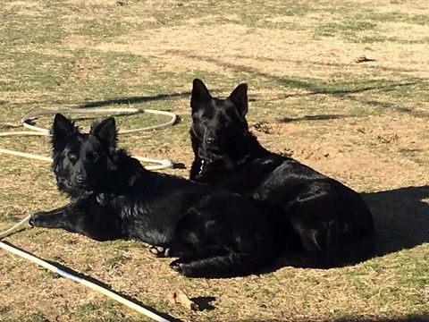 Alpine Country Motel - Newcastle Accommodation 2