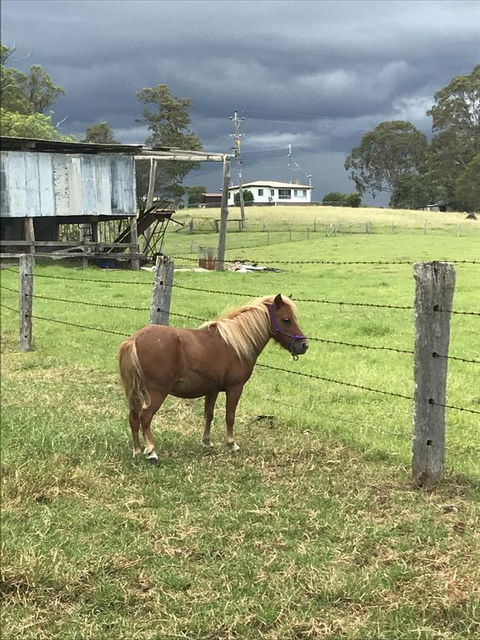 AMs Farm Stay - New Castle Tourism 0