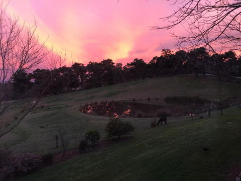 Raynella Alpaca Farmstay - New Castle Tourism 3