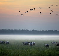 Bamurru Plains - Newcastle Accommodation