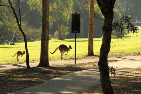 Super Luxury Self Contained Studio Unit - Newcastle Accommodation 3