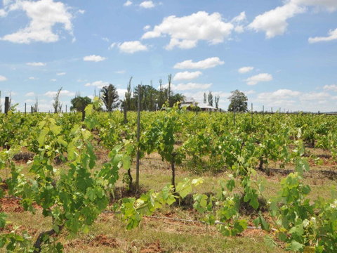 Beggars Bridge Vineyard Homestead W/ Pool + Wifi + Tennis + Vineyard - Newcastle Accommodation 2