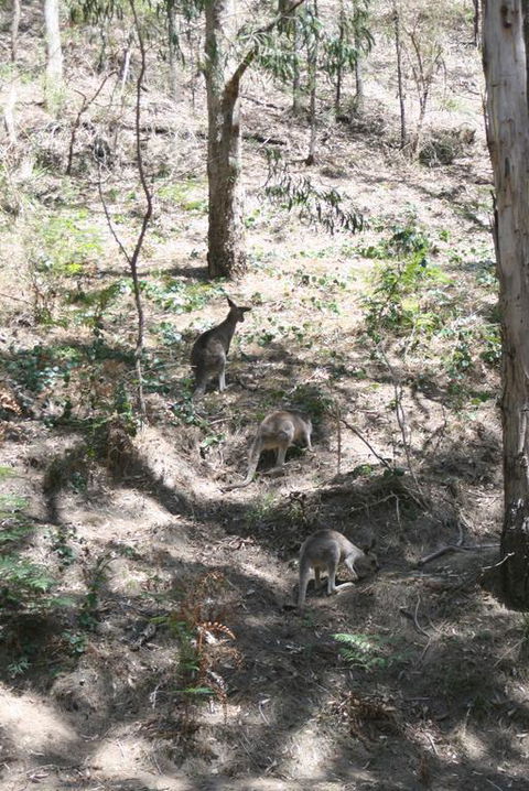 Blue Mountains Backpacker Hostel - New Castle Tourism 3