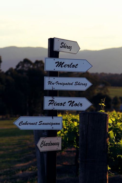 Blueberry Hill Vineyard Villa - Newcastle Accommodation 3