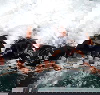 Cruise in Moreton Bay Marine Park and Moreton Island - Newcastle Accommodation