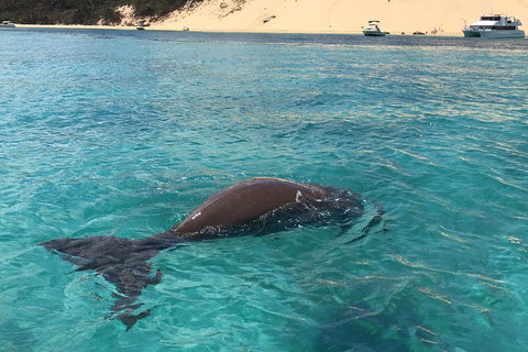 Cruise In Moreton Bay Marine Park And Moreton Island - Newcastle Accommodation 2