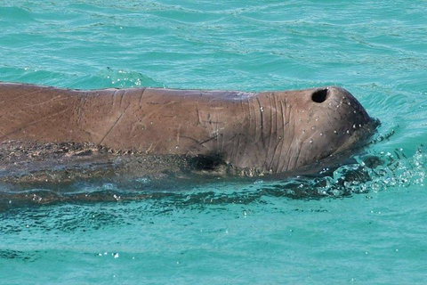 Cruise In Moreton Bay Marine Park And Moreton Island - Newcastle Accommodation 3