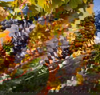 Full Day Tamar Valley Wine Tour - New Castle Tourism