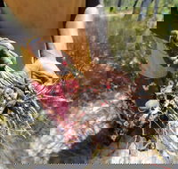 Gay-Wu Woman's 5 Day Yolngu Homeland Tour - Newcastle Accommodation