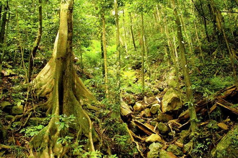 Cairns 4WD Waterfall And Rainforest Tour Including Kuranda Scenic Railway - Newcastle Accommodation 1