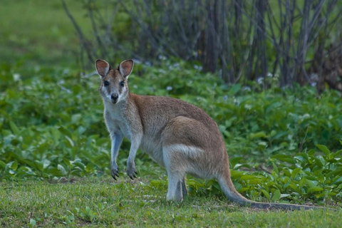 Cairns 4WD Waterfall And Rainforest Tour Including Kuranda Scenic Railway - Newcastle Accommodation 2