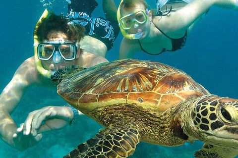 8-Day Cairns Tour: Great Barrier Reef, Kuranda, Daintree Rainforest - New Castle Tourism 1