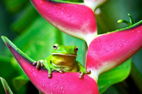 3-Day Best Of Cairns Combo: The Daintree Rainforest, Great Barrier Reef, And Kuranda - Newcastle Accommodation 0
