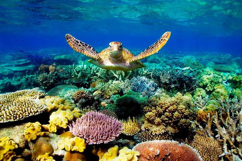 3-Day Best Of Cairns Combo: The Daintree Rainforest, Great Barrier Reef, And Kuranda - Newcastle Accommodation 1