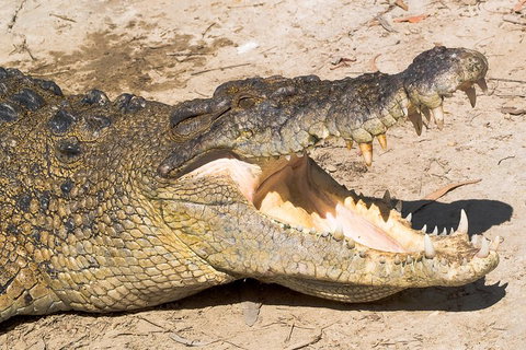 4-Day Cairns Ultimate Combo: Daintree Rainforest, Reef, Kuranda & Paronella Park - Newcastle Accommodation 0
