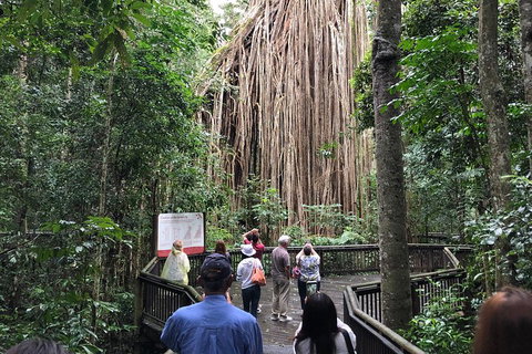 4-Day Cairns Ultimate Combo: Daintree Rainforest, Reef, Kuranda & Paronella Park - Newcastle Accommodation 5