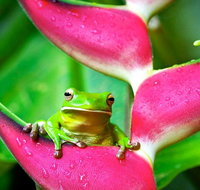 Cape Tribulation Mossman Gorge and Daintree Rainforest Premium Day Tour