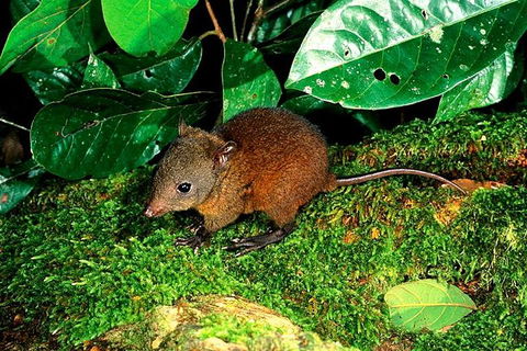 3-Day Small-Group Tour Of North Queensland With Pick Up - New Castle Tourism 0