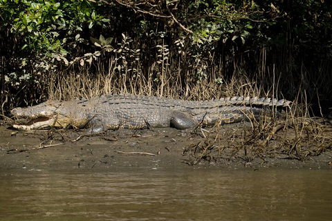 4-Day Cairns With Great Barrier Reef And Daintree Rainforest - New Castle Tourism 4