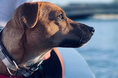 1.5-Hour Boat Rental In Melbourne - New Castle Tourism 0