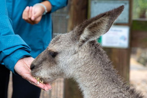 Private Blue Mountains Escape The Crowds SUV Tour - Newcastle Accommodation 2