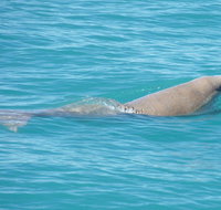 Snubfin Dolphin Eco Cruise from Broome