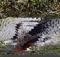 Full Day Tour in the Daintree - Newcastle Accommodation