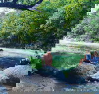 Afternoon Half-Day Daintree Rainforest and River Tour - Newcastle Accommodation