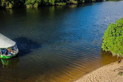 Afternoon Half-Day Daintree Rainforest And River Tour - Newcastle Accommodation 3