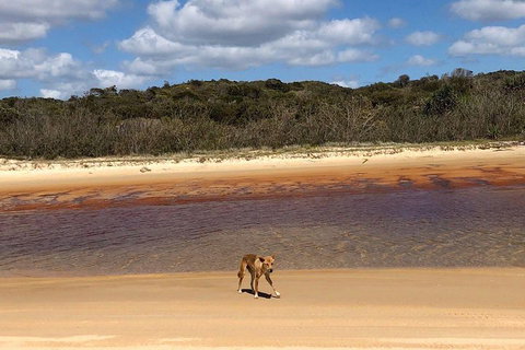 Pippies 3 Days 2 Nights Fraser Island Tour - Newcastle Accommodation 2